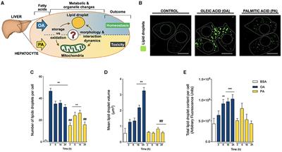 Differential Effects of Oleic and Palmitic Acids on Lipid Droplet-Mitochondria Interaction in the Hepatic Cell Line HepG2